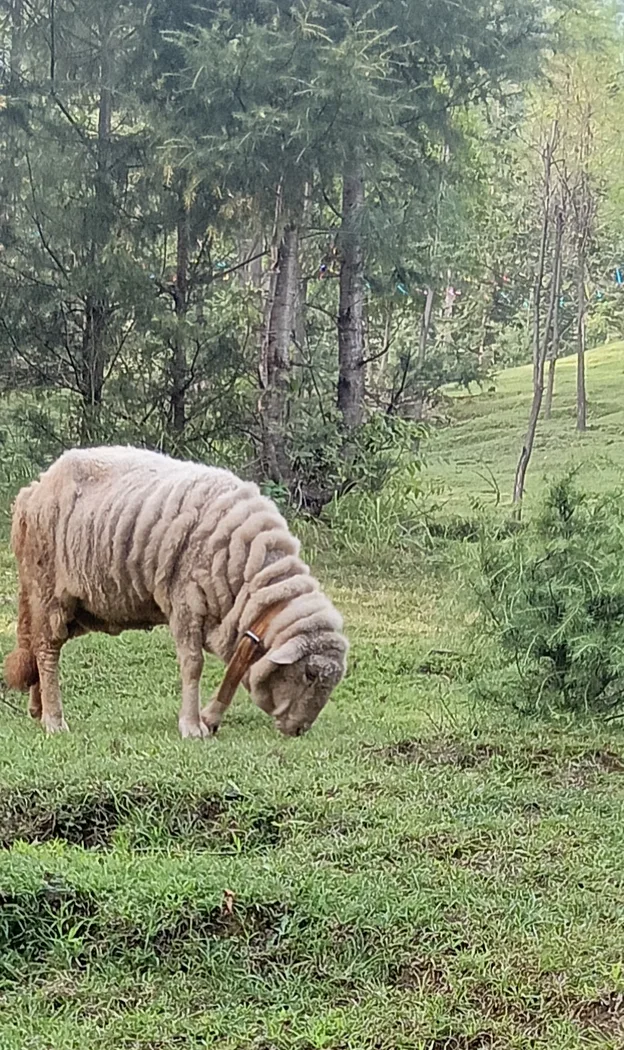 Others Sheep in  JAMMU AND KASHMIR