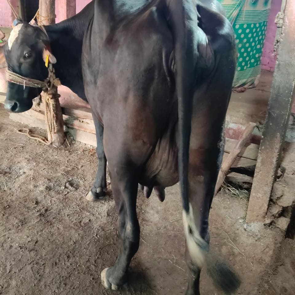 HF Cow in  GUJARAT