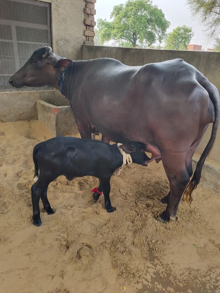 Murrah Buffalo in  RAJASTHAN