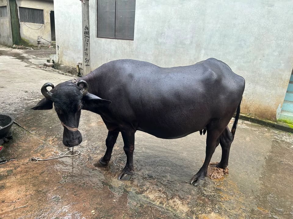 Murrah Buffalo in  UTTAR PRADESH