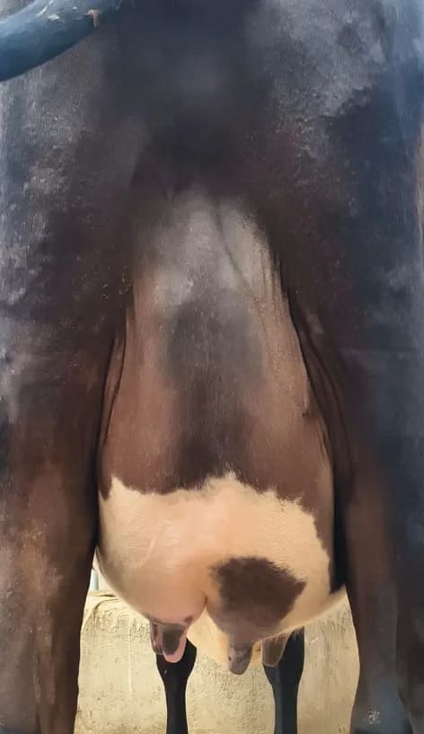 Jersey Cow J1599 in  BIHAR