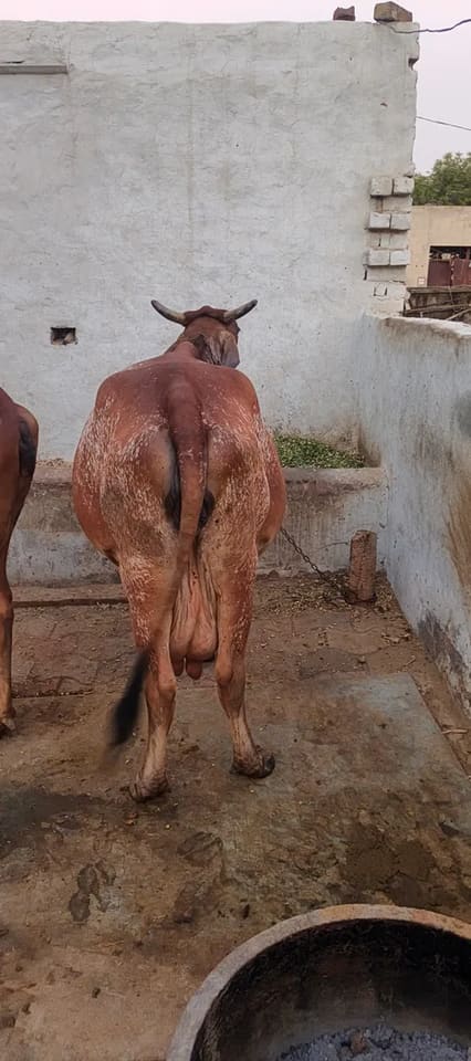 Gir Cow in  RAJASTHAN