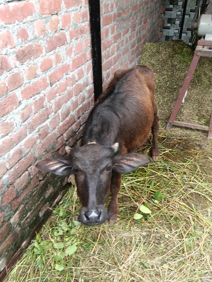 Surti Buffalo in  HIMACHAL PRADESH