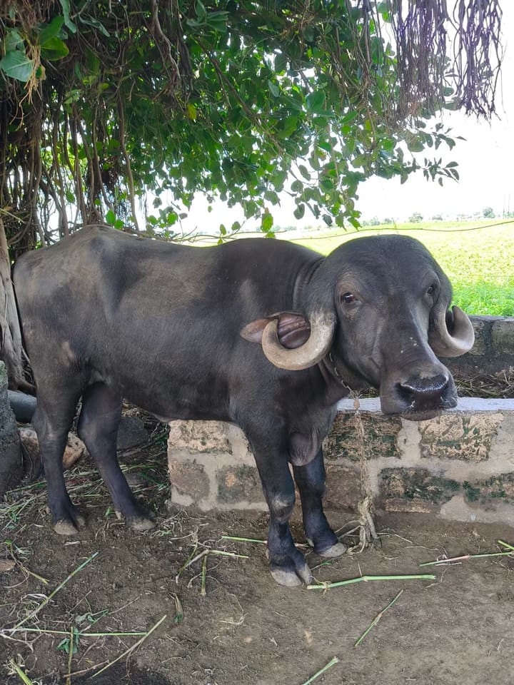 Jafarabadi Buffalo in  GUJARAT