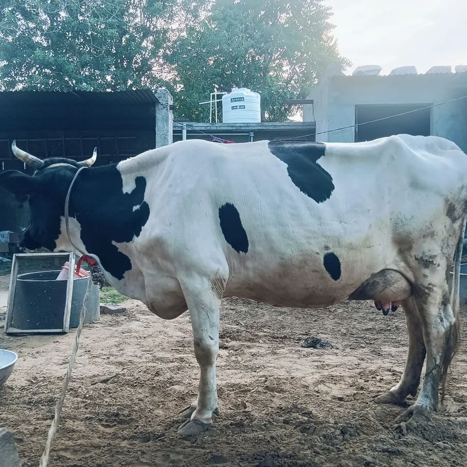 HF Cow in  RAJASTHAN