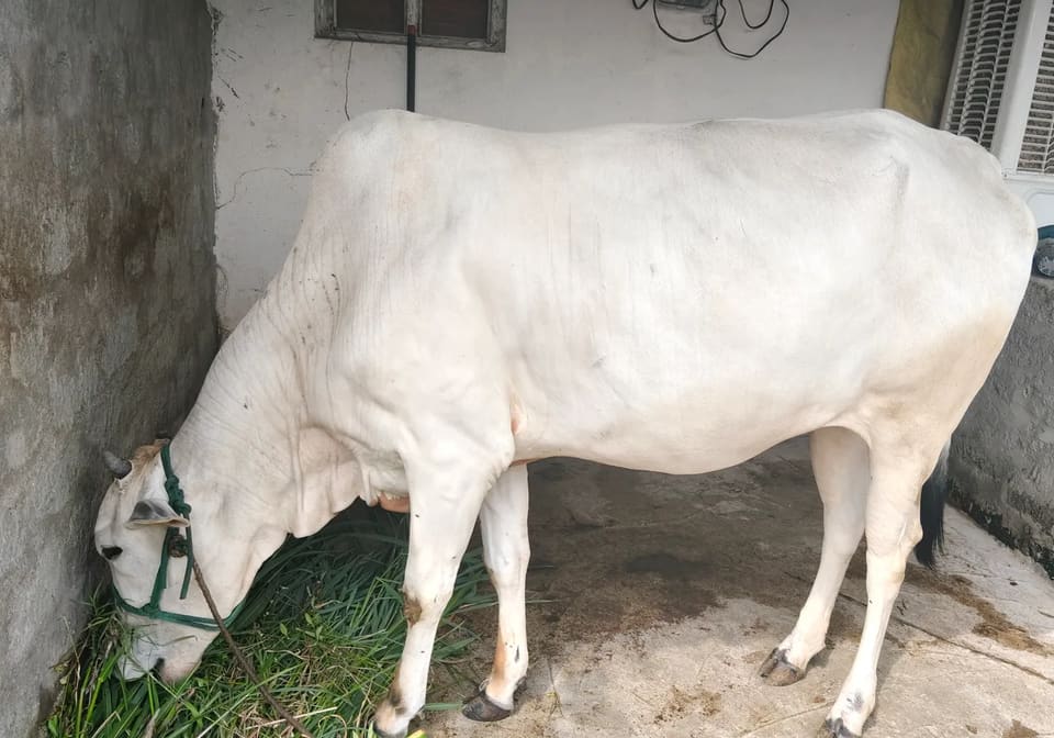 Daily cattle breed Heifer Cow O0598 in  TELANGANA