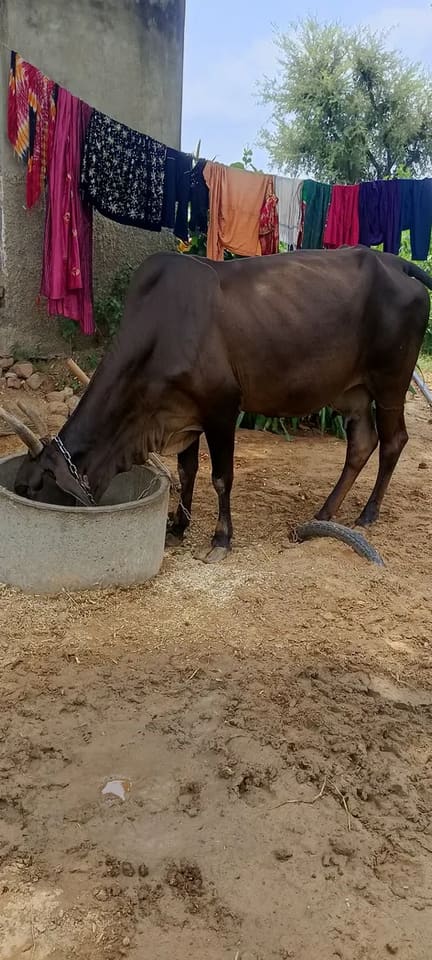 Jersey Cow in  RAJASTHAN