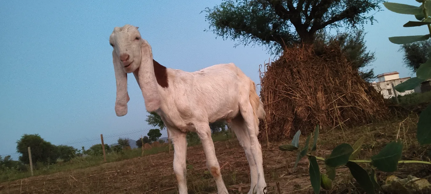 Sojat Goat S0339 in  RAJASTHAN