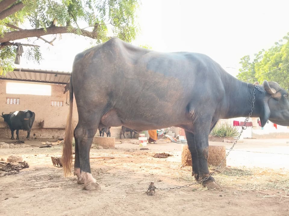Nili Buffalo N0237 in  RAJASTHAN