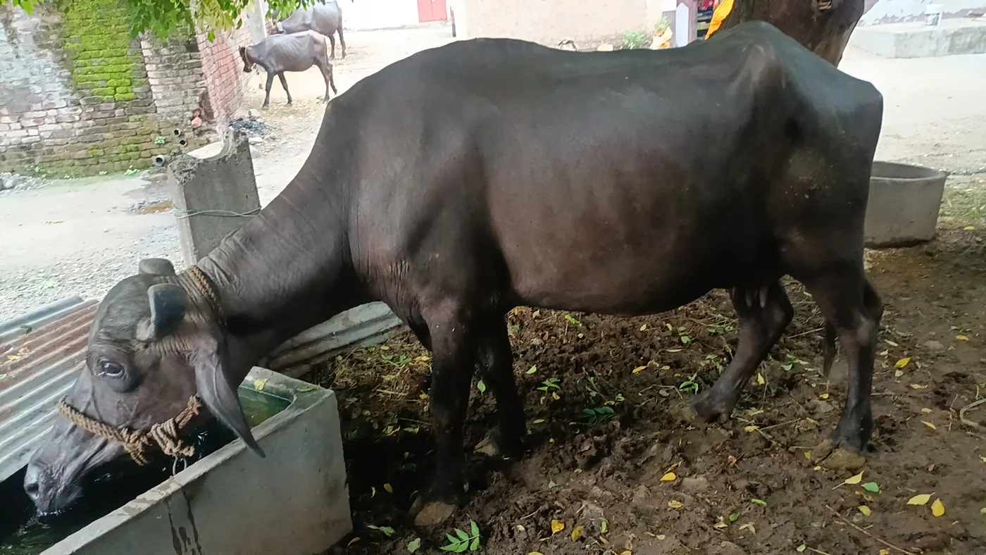 Banni  Buffalo B0547 in  MADHYA PRADESH