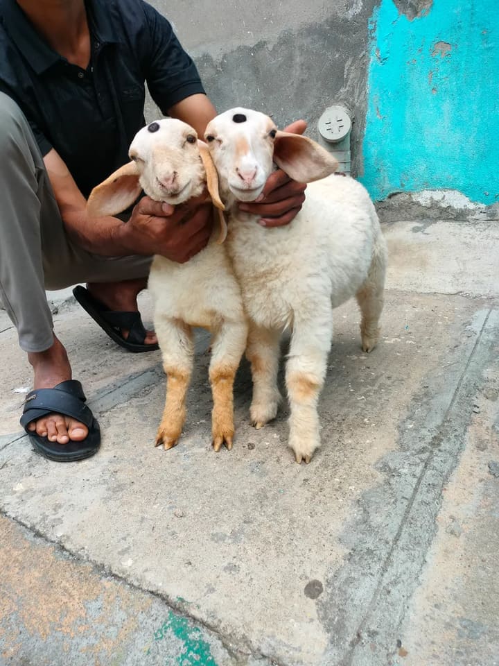 Bannur Sheep in  KARNATAKA