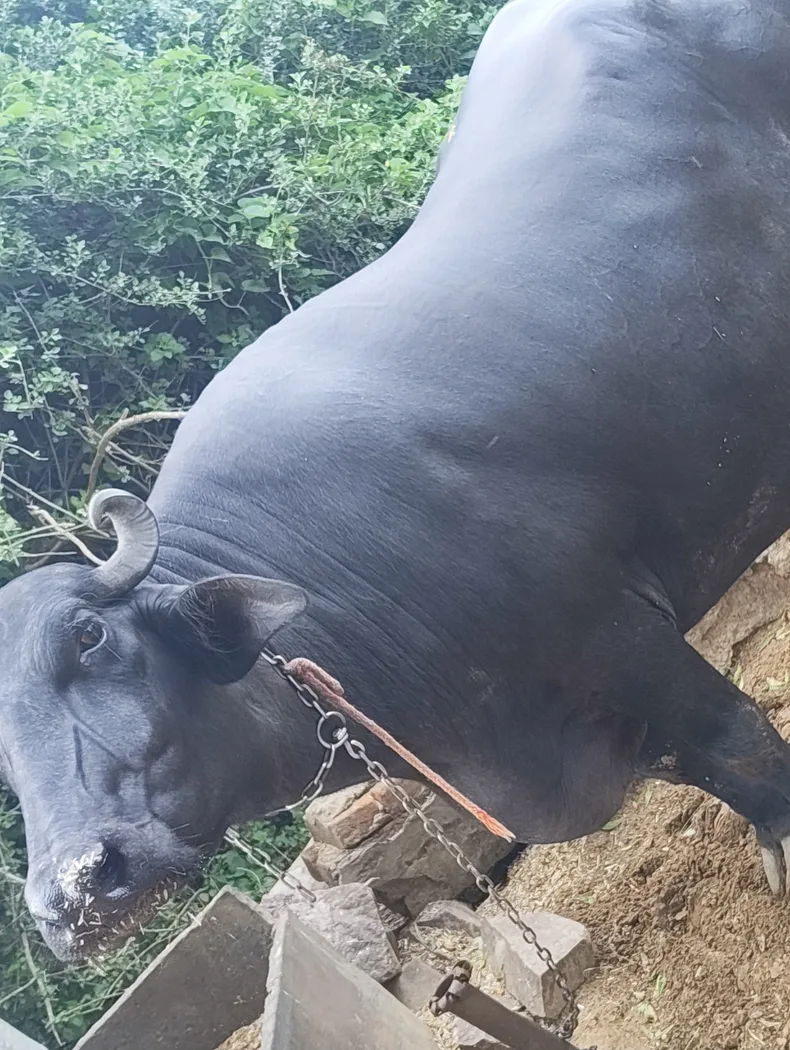 Desi ( murra mix ) Buffalo O0524 in  RAJASTHAN