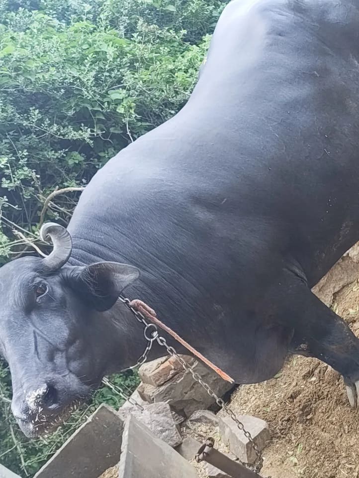 Others Buffalo in  RAJASTHAN