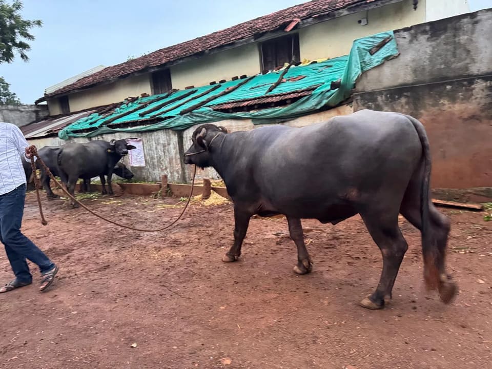 Murrah Buffalo in  MADHYA PRADESH