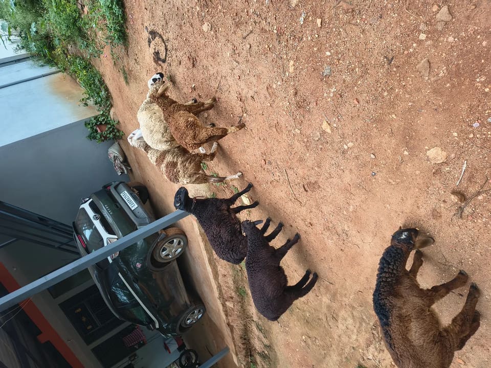 Nate Sheep O0085 in  KARNATAKA