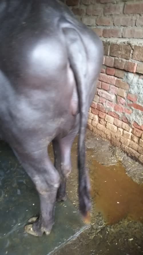 Other Heifer Buffalo O0785 in  HARYANA