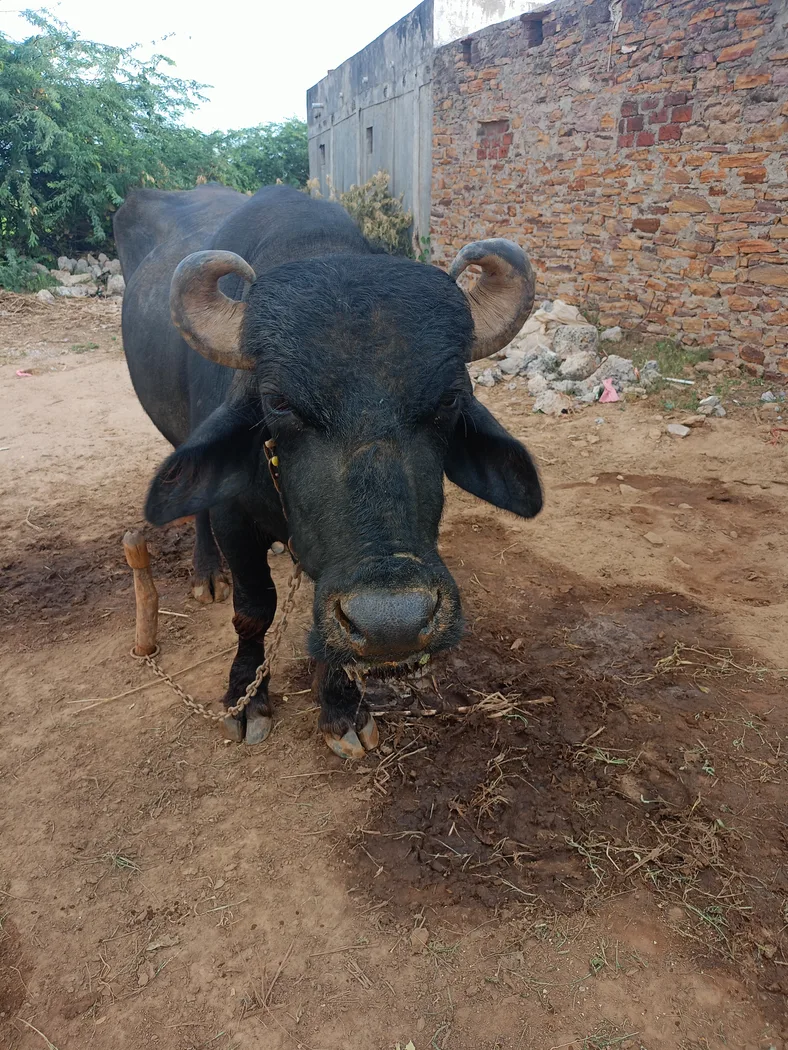 Banni  Buffalo in  GUJARAT