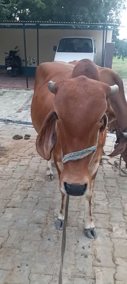 Gir Cow in  UTTAR PRADESH