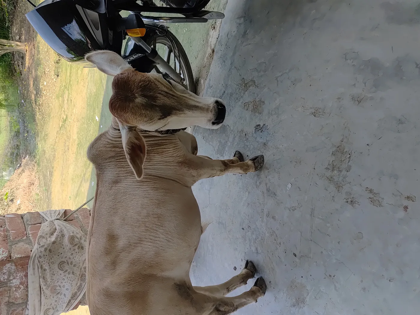 Punganur  Cow P0230 in  UTTAR PRADESH