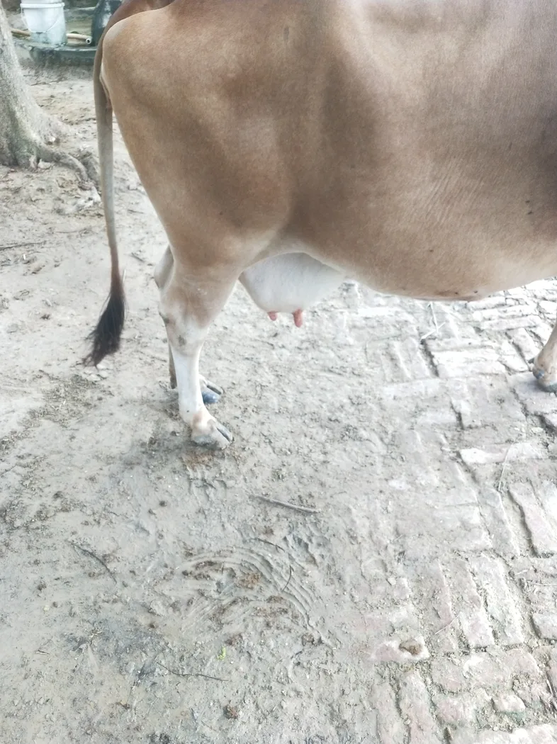 Sahiwal Cow in  UTTAR PRADESH