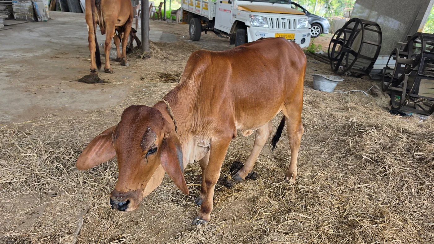 Sahiwal Heifer Cow S1966 in  TAMIL NADU