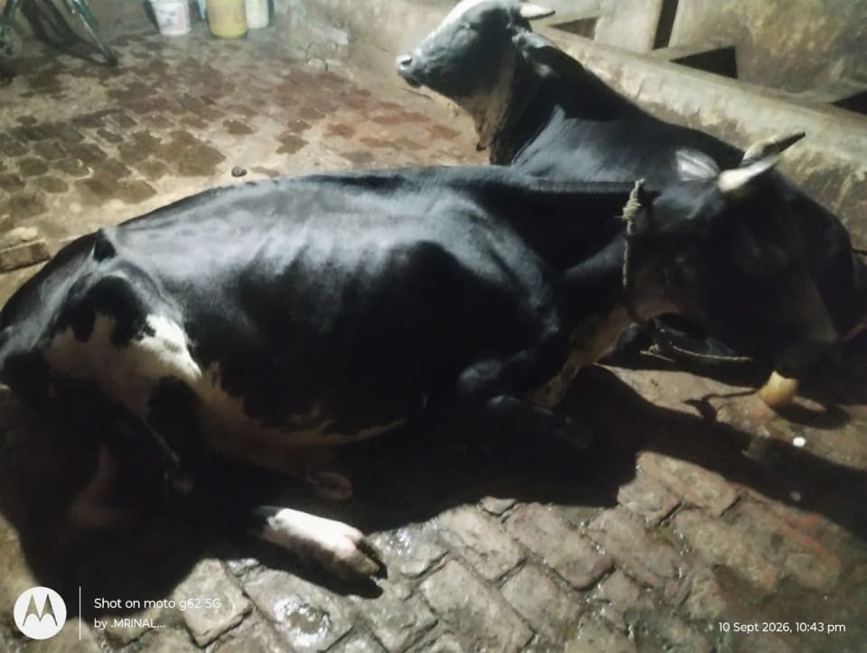 HF Cow H3201 in  JHARKHAND