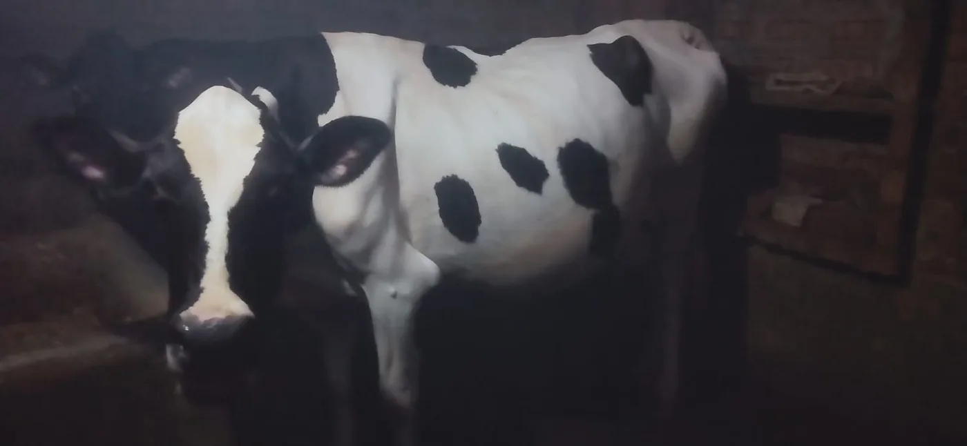 HF Cow H3200 in  UTTAR PRADESH