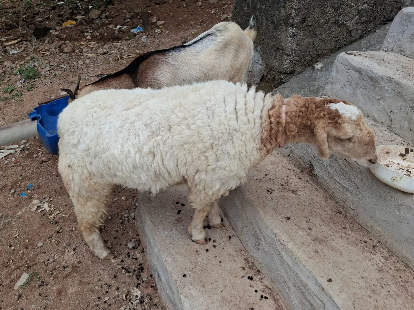 in TELANGANA