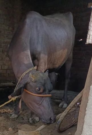 Murrah Buffalo in  BIHAR