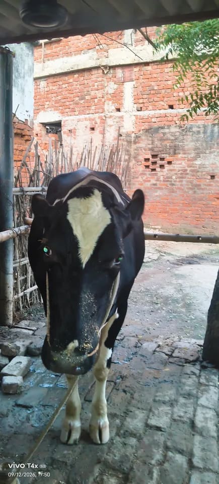 HF Cow in  BIHAR