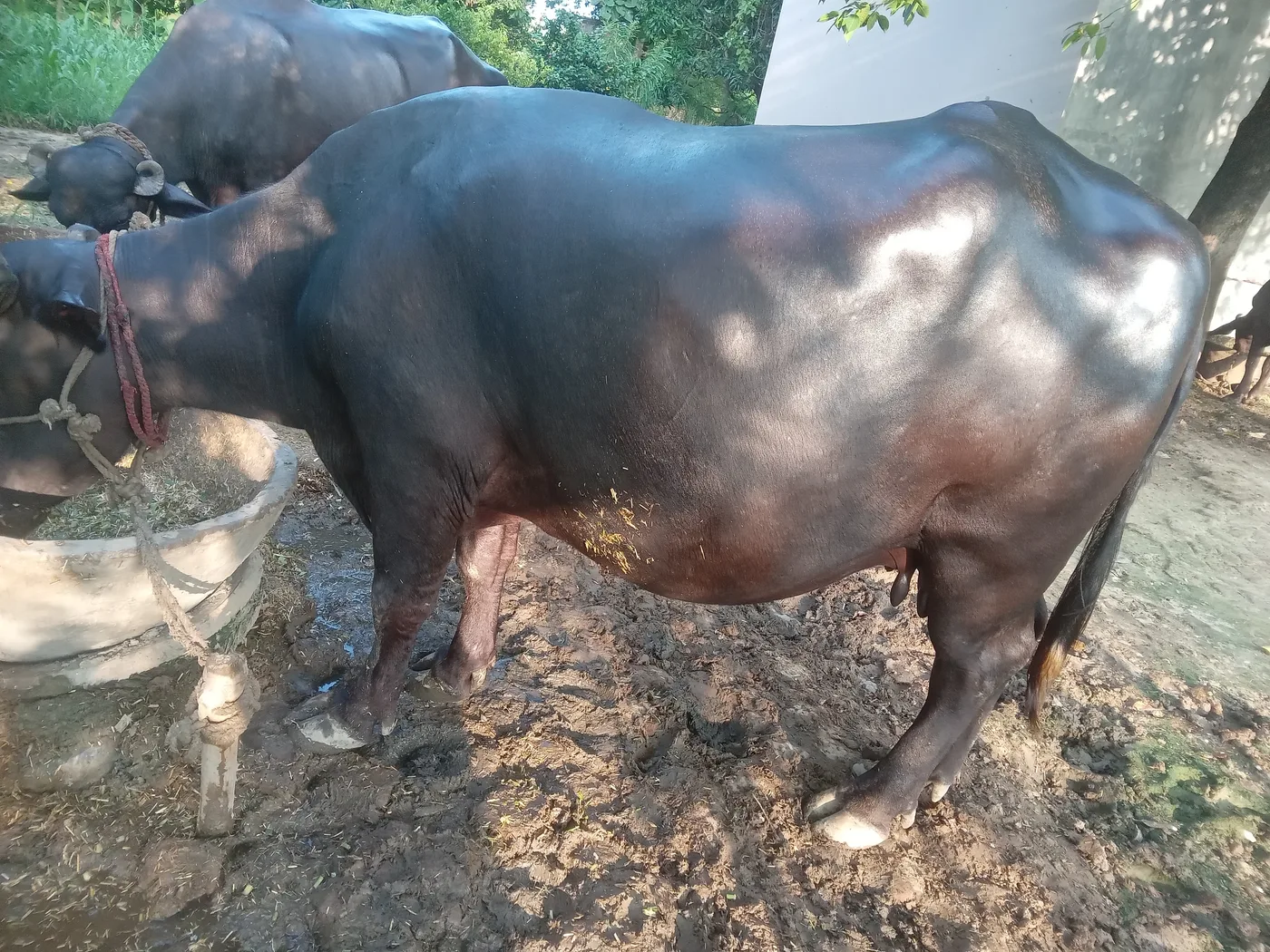 I don't know Buffalo O0528 in  UTTAR PRADESH