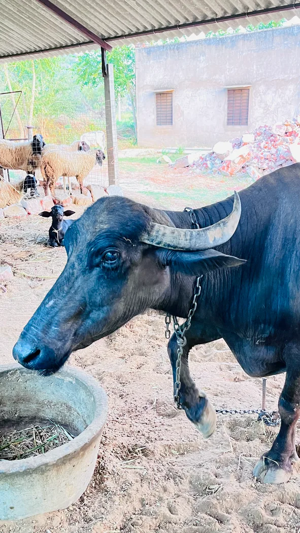 Jafarabadi Buffalo in  RAJASTHAN