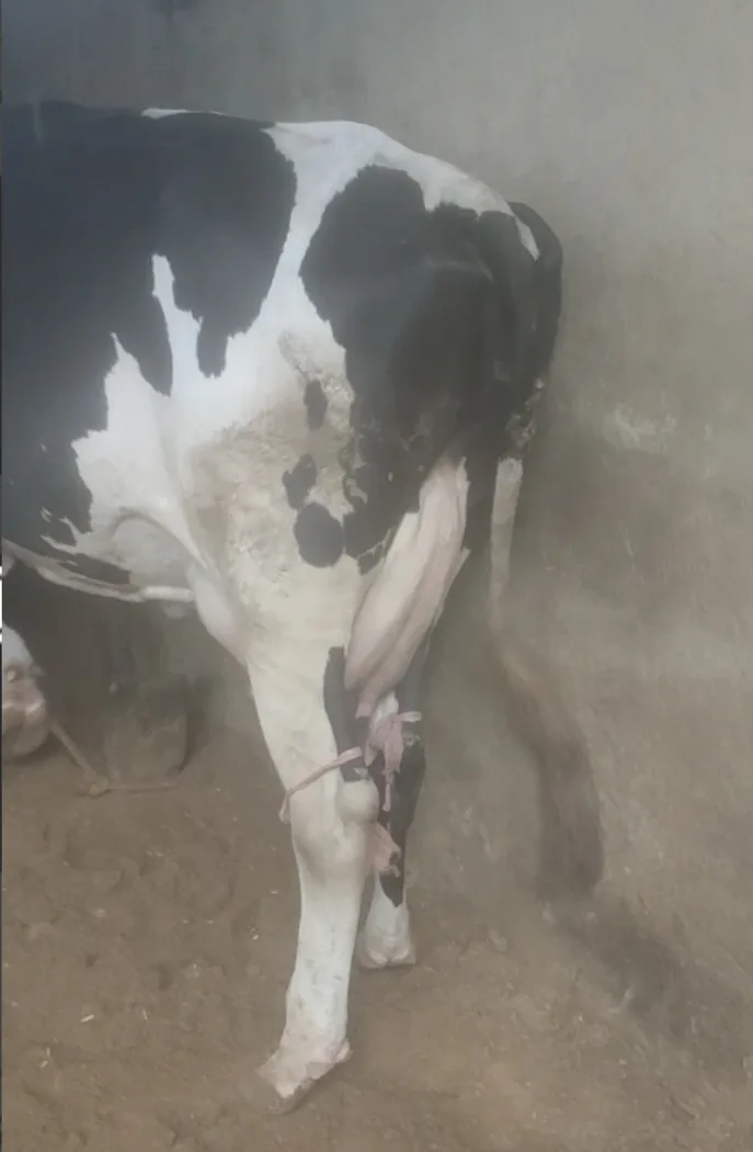 HF Heifer Cow H3074 in  RAJASTHAN