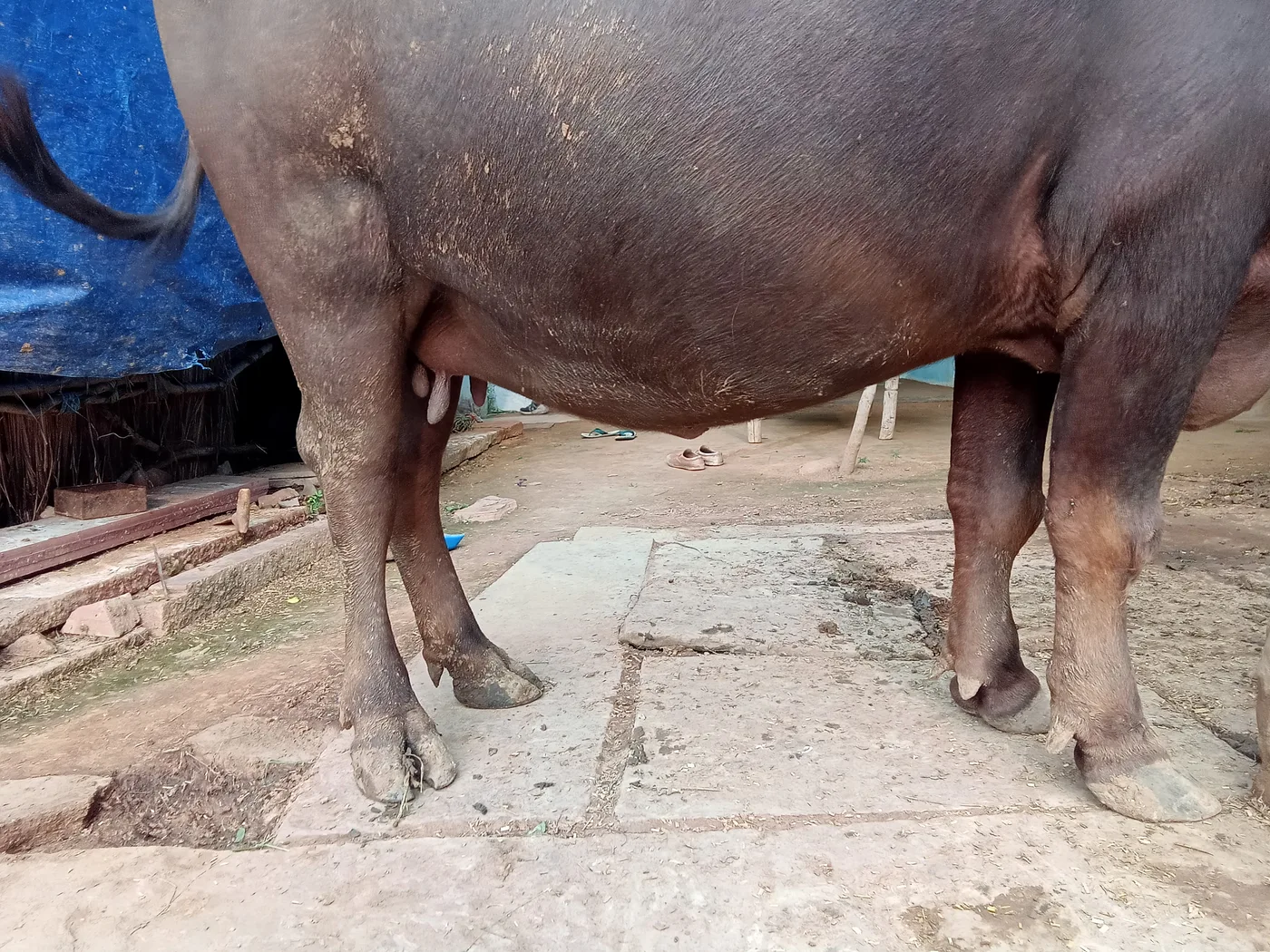 Others Buffalo in  RAJASTHAN