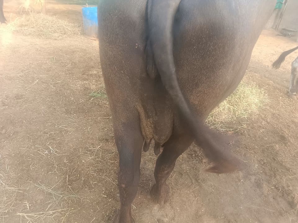 Banni  Buffalo in  RAJASTHAN