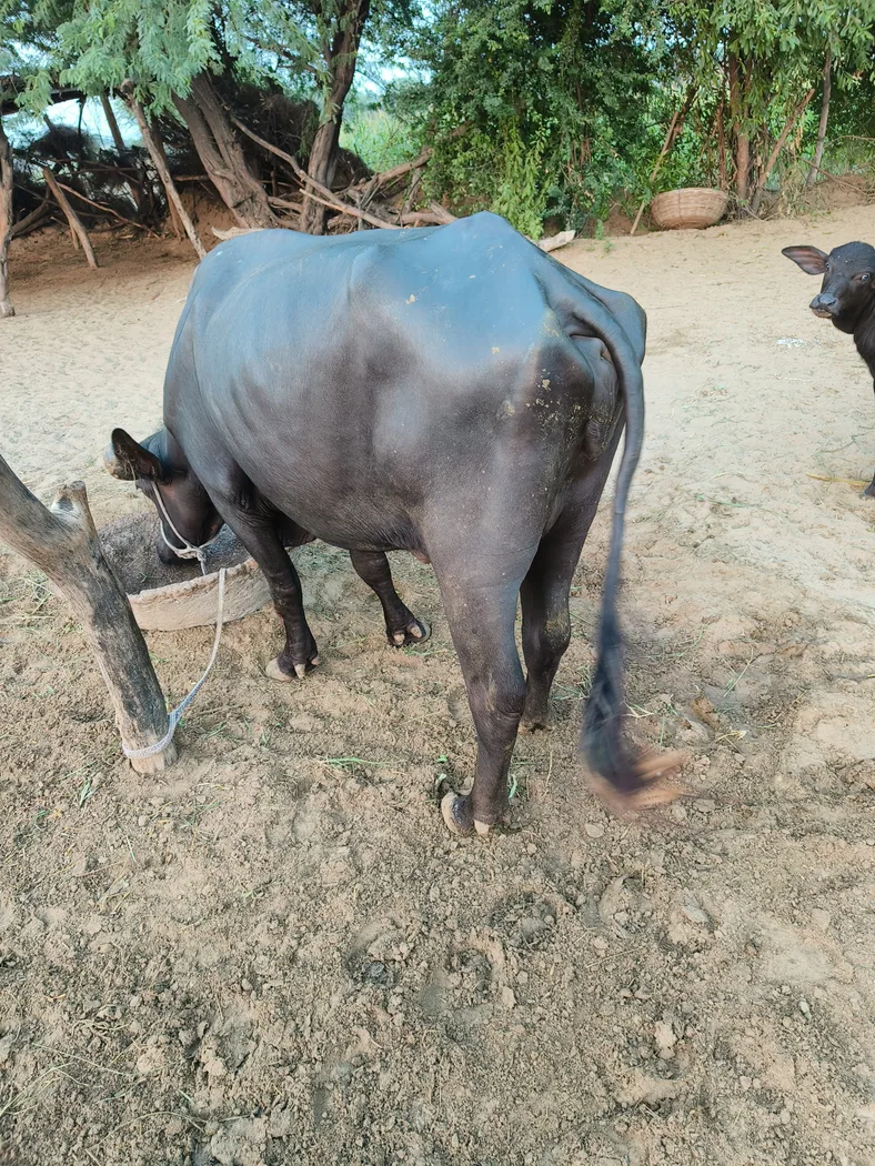 Others Buffalo in  RAJASTHAN