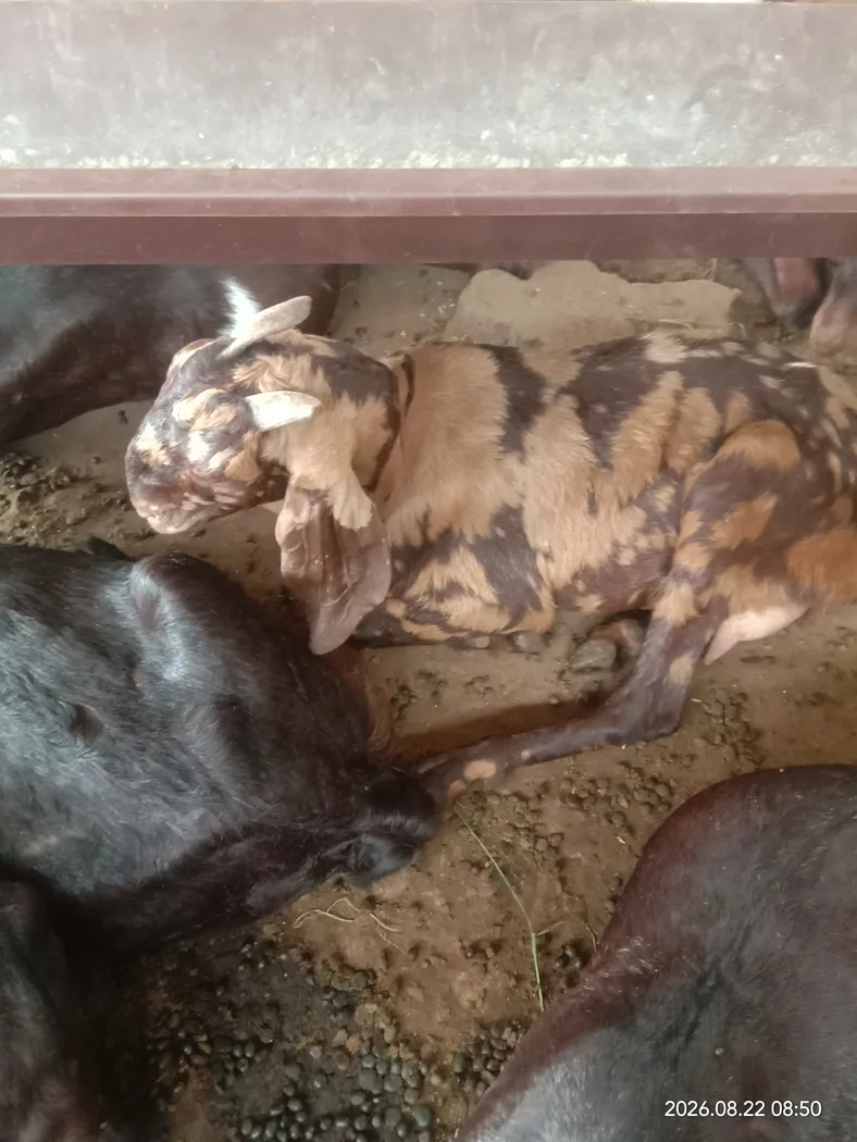 Sirohi Goat S0559 in  RAJASTHAN