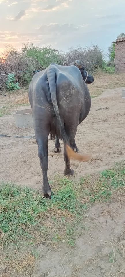 Murrah Buffalo in  RAJASTHAN