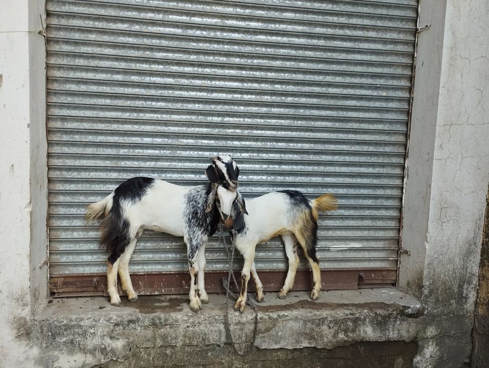 Beetal Goat B0532 in  MADHYA PRADESH