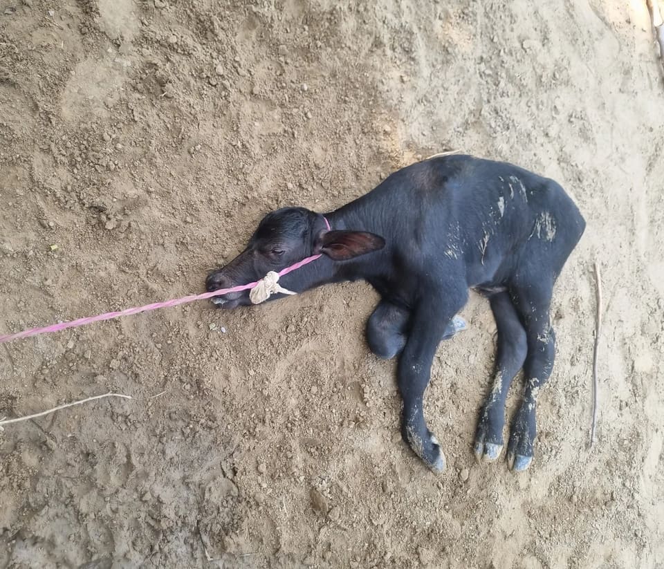 Murrah Buffalo in  RAJASTHAN