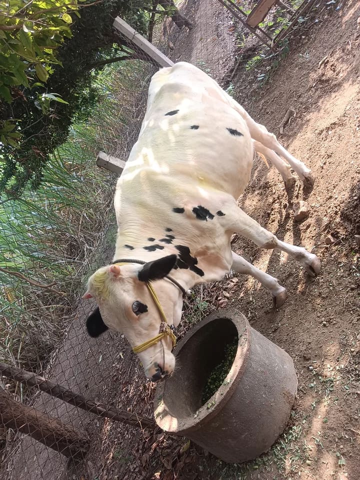 HF Cow in  MAHARASHTRA