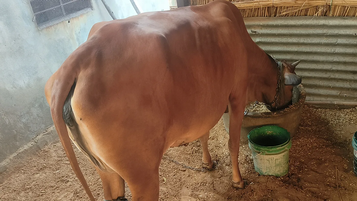 Others Cow in  RAJASTHAN