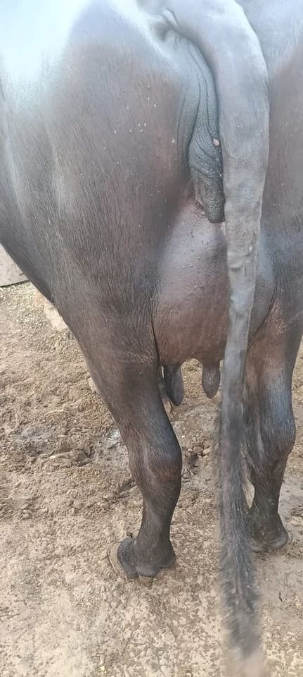 अन्य Buffalo O0780 in  RAJASTHAN