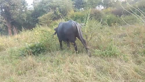 Murrah Buffalo M5415 in  MADHYA PRADESH