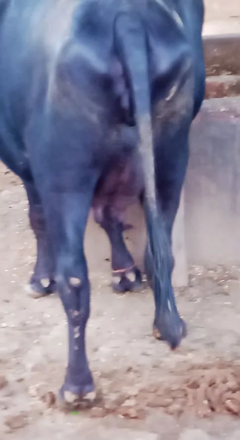 Murrah Buffalo in  UTTAR PRADESH
