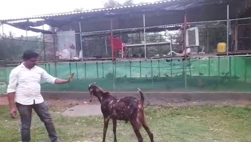 Sirohi Goat S0558 in  JHARKHAND