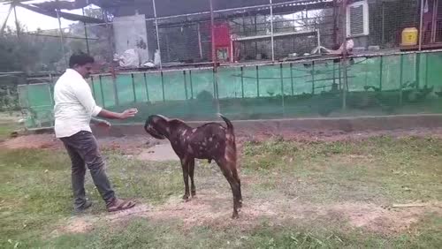 Sirohi Goat S0558 in  JHARKHAND