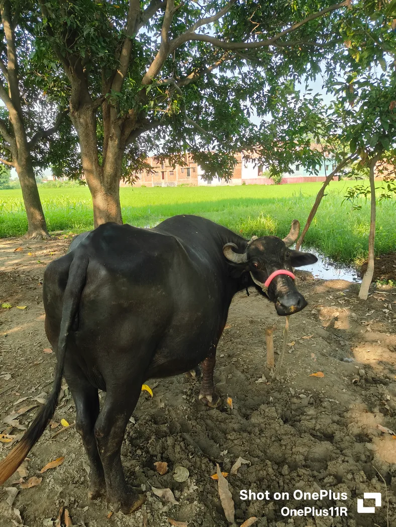 Murrah Buffalo in  UTTAR PRADESH