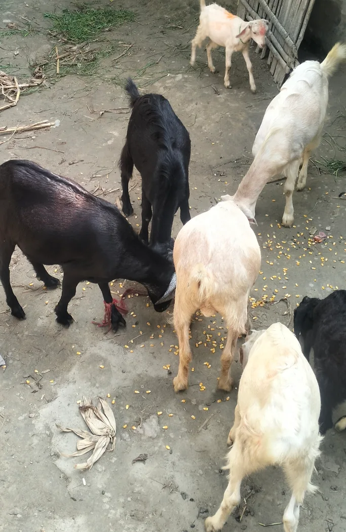 Jakhrana Goat J0226 in  BIHAR