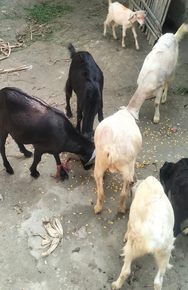 Beetal Goat B0504 in  BIHAR